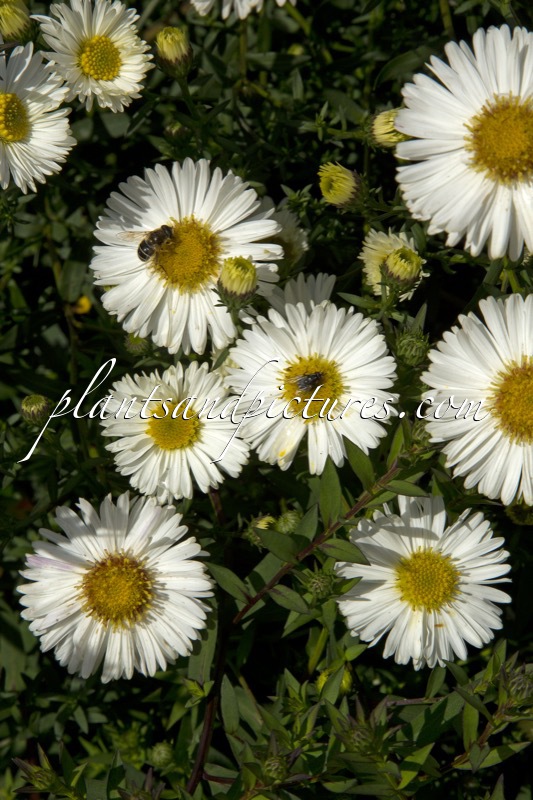 Aster novi-belgii ‘White Ladies’