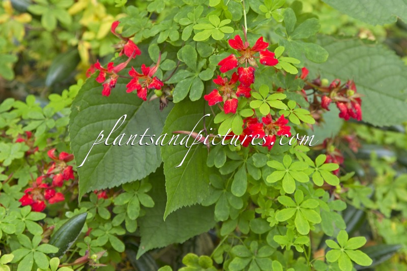 Tropaeolum speciosum