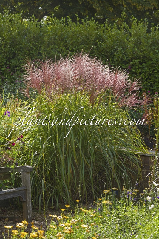 Miscanthus sinensis ‘Rotsilber’