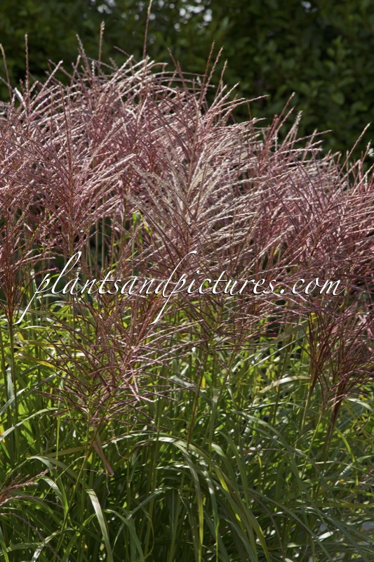 Miscanthus sinensis ‘Rotsilber’