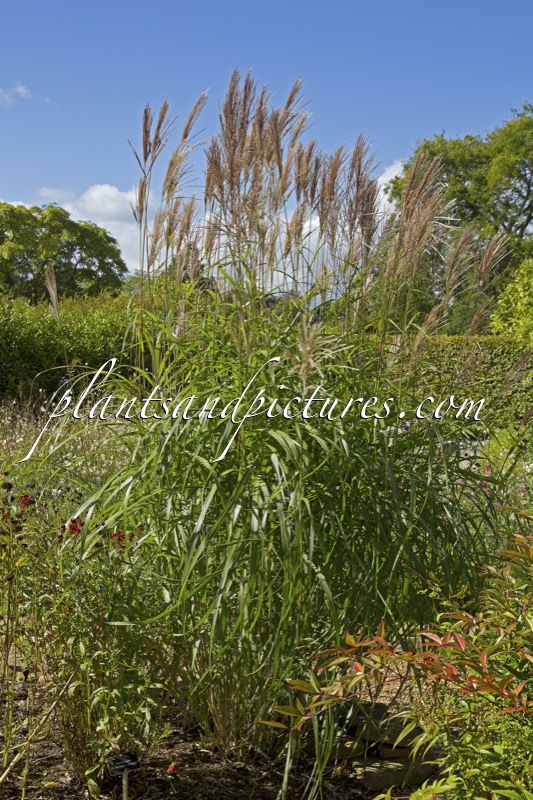 Miscanthus sinensis ‘Silberfeder’