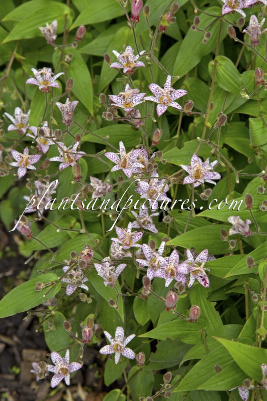 Tricyrtis formosana