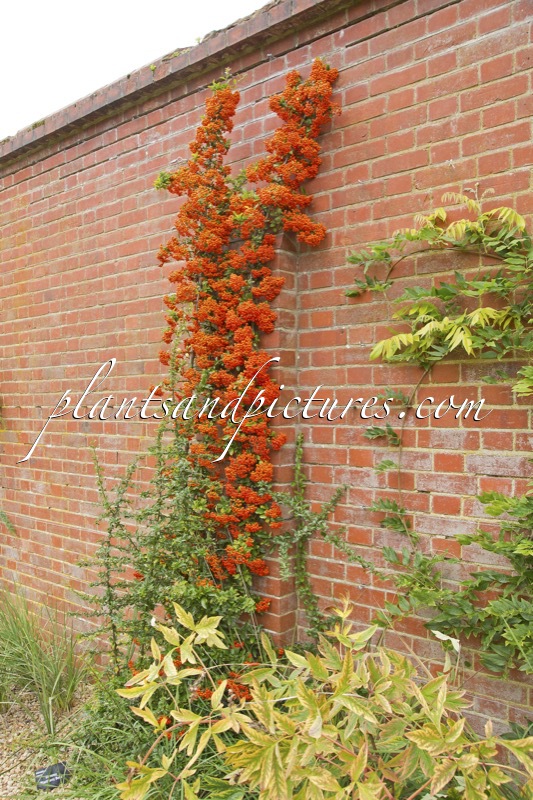 Pyracantha ‘Cadrou’ (SAPHYR ROUGE)