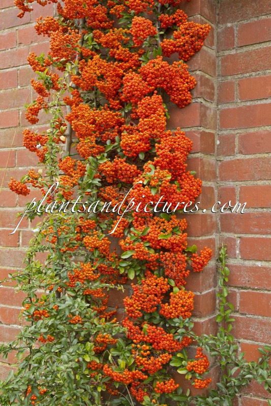 Pyracantha ‘Cadrou’ (SAPHYR ROUGE)