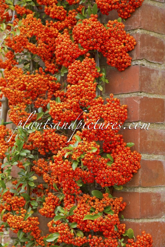 Pyracantha ‘Cadrou’ (SAPHYR ROUGE)