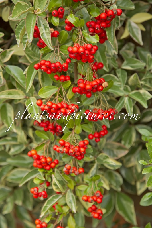 Pyracantha coccinea ‘Red Column’