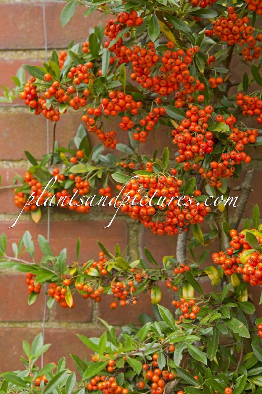 Pyracantha ‘Fiery Cascade’