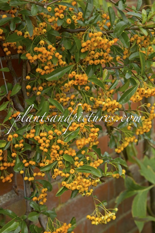 Pyracantha ‘Firelight’