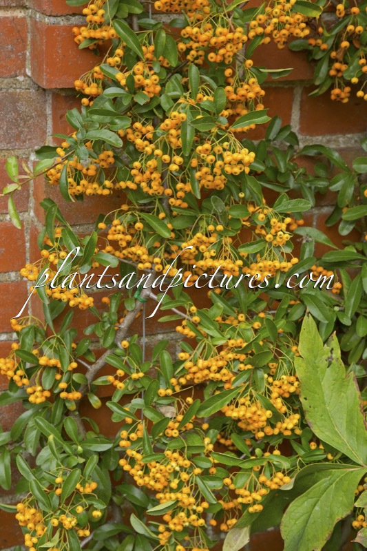 Pyracantha ‘Firelight’