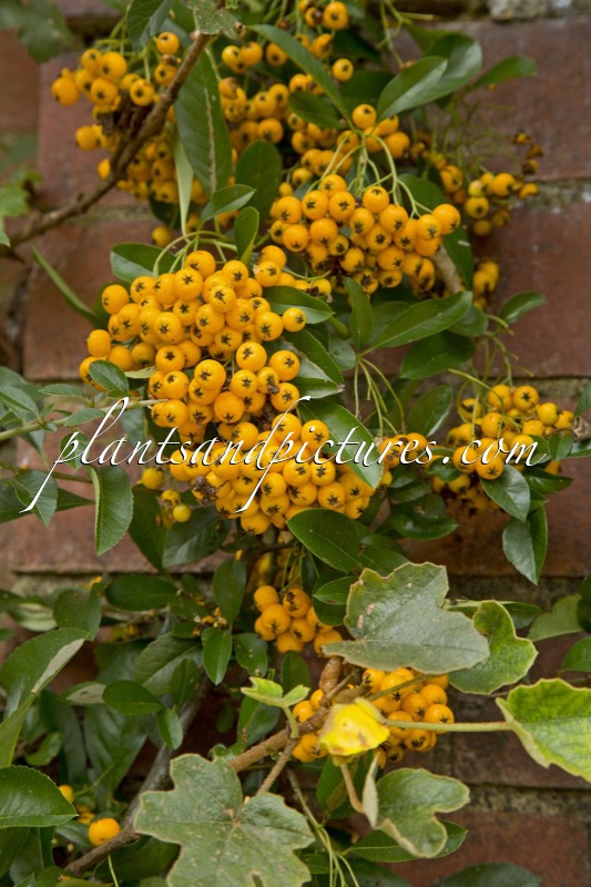 Pyracantha ‘Soleil d’Or’