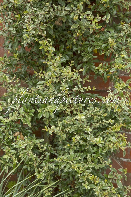 Pyracantha ‘Mohave Silver’
