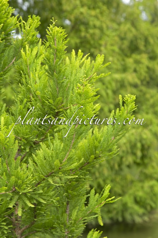 Taxodium distichum ‘Pevé Minaret’