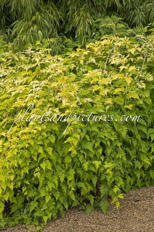 Rubus cockburnianus ‘Wyego’ (GOLDEN VALE)