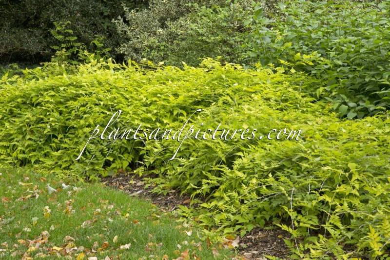 Rubus cockburnianus ‘Wyego’ (GOLDEN VALE)