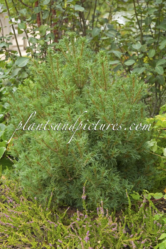 Pinus strobus ‘Tiny Curls’