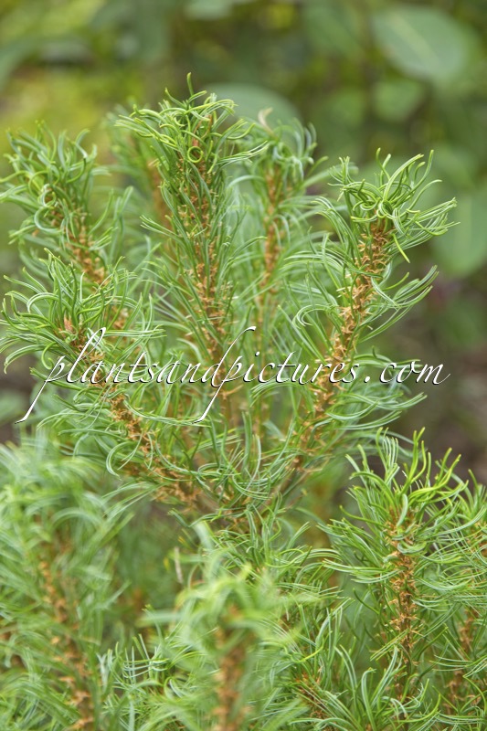 Pinus strobus ‘Tiny Curls’