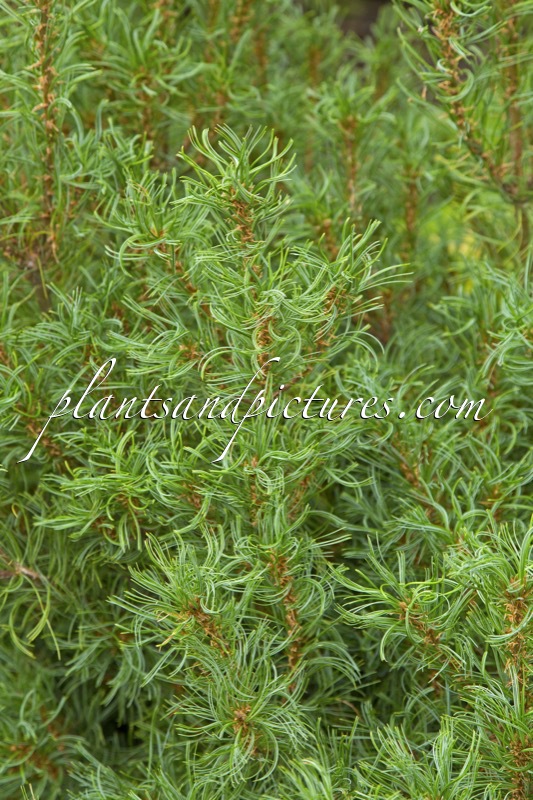 Pinus strobus ‘Tiny Curls’