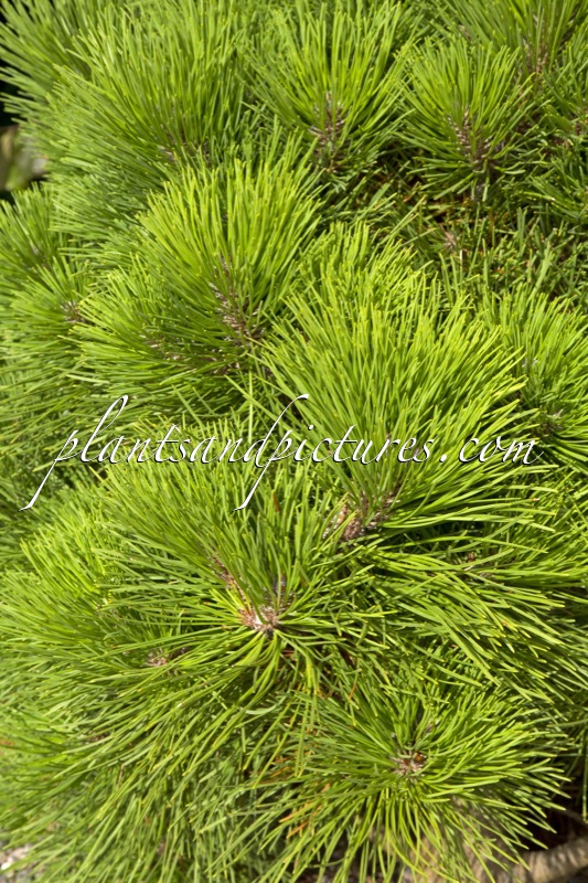 Pinus muricata ‘Wakehurst’