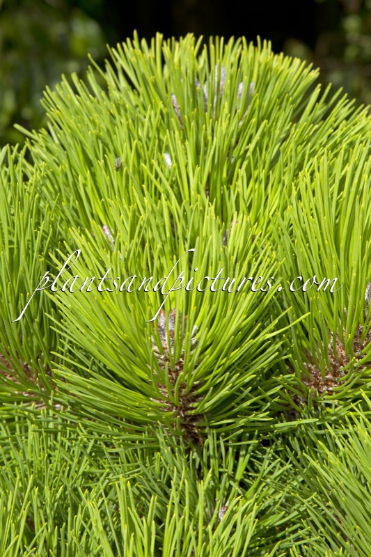 Pinus muricata ‘Wakehurst’