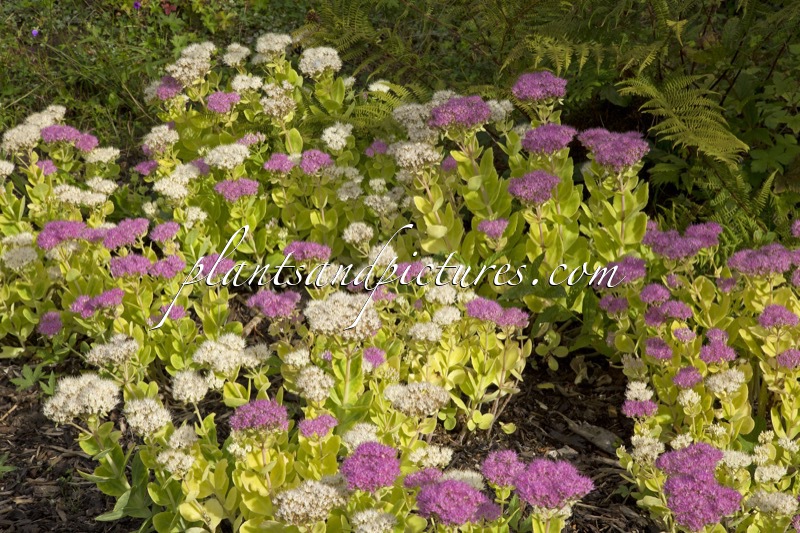 Sedum spectabile ‘Stardust’