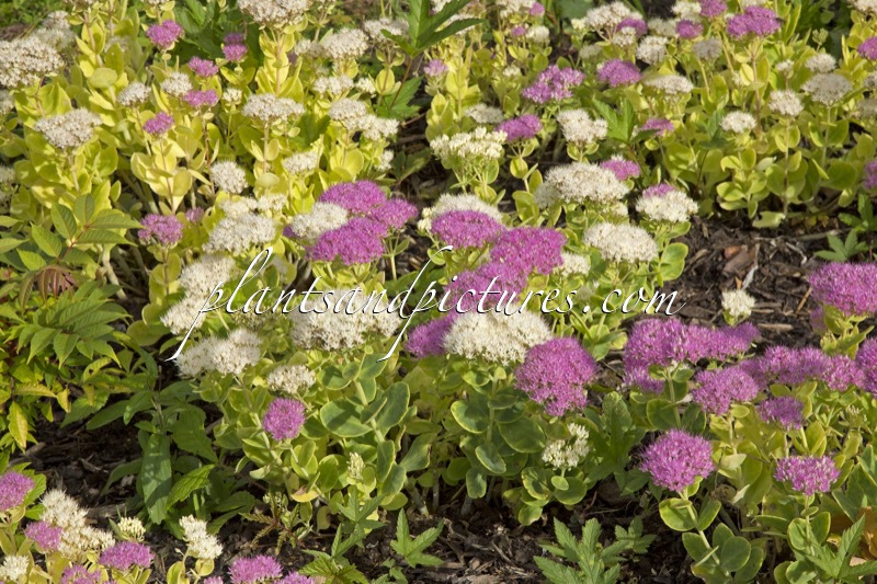 Sedum spectabile ‘Stardust’