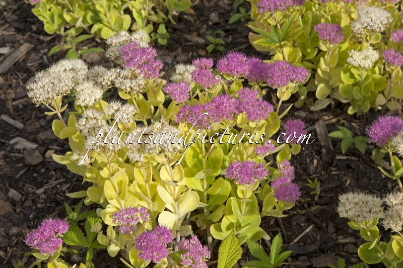 Sedum spectabile ‘Stardust’