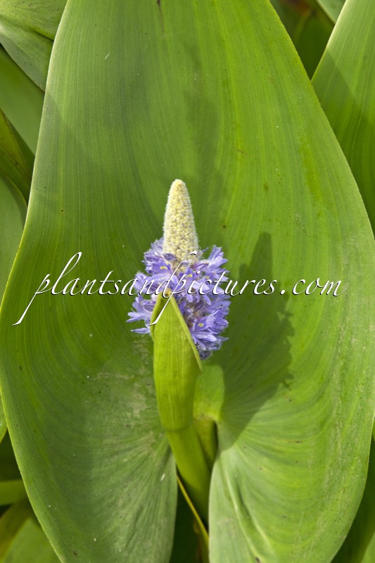 Pontederia cordata