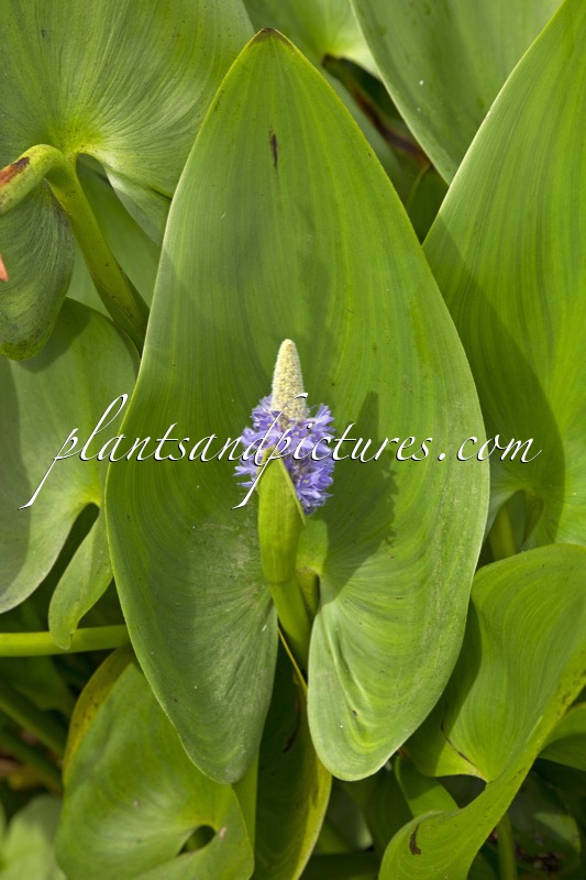 Pontederia cordata