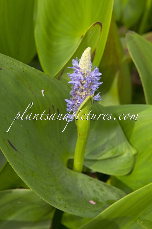 Pontederia cordata