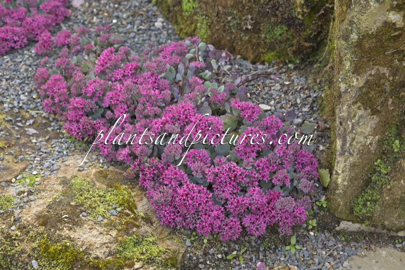 Sedum cauticola