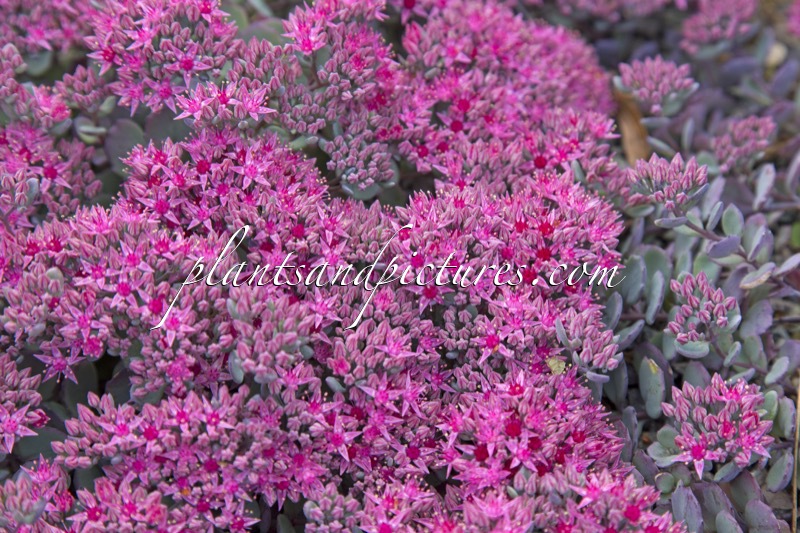 Sedum cauticola