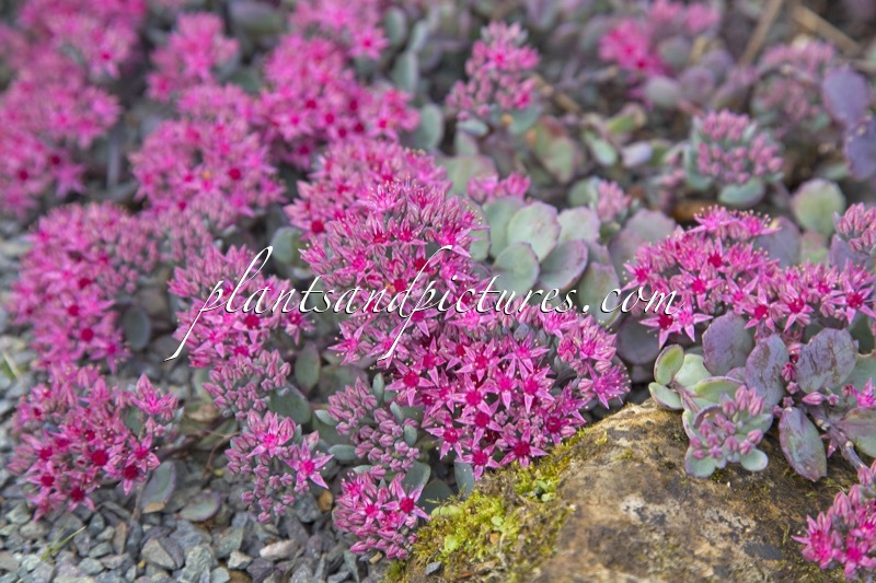 Sedum cauticola