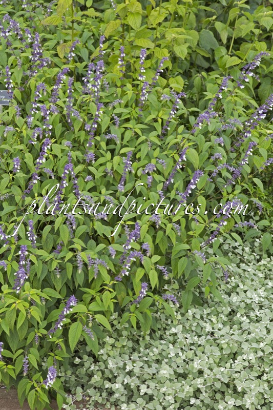 Salvia ‘Phyllis Fancy’