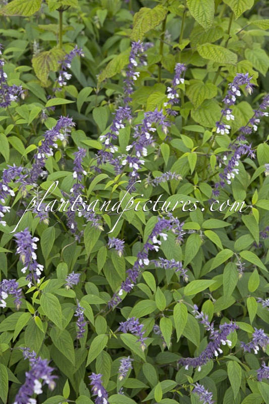 Salvia ‘Phyllis Fancy’