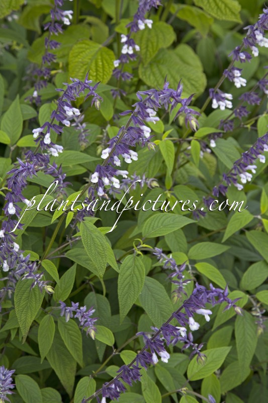 Salvia ‘Phyllis Fancy’