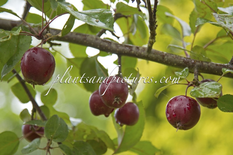 Malus ‘Harry Baker’