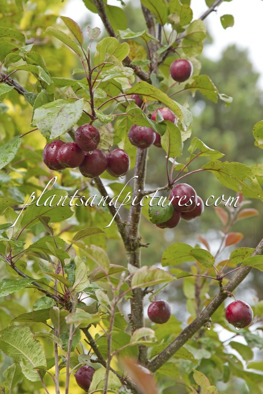 Malus ‘Harry Baker’