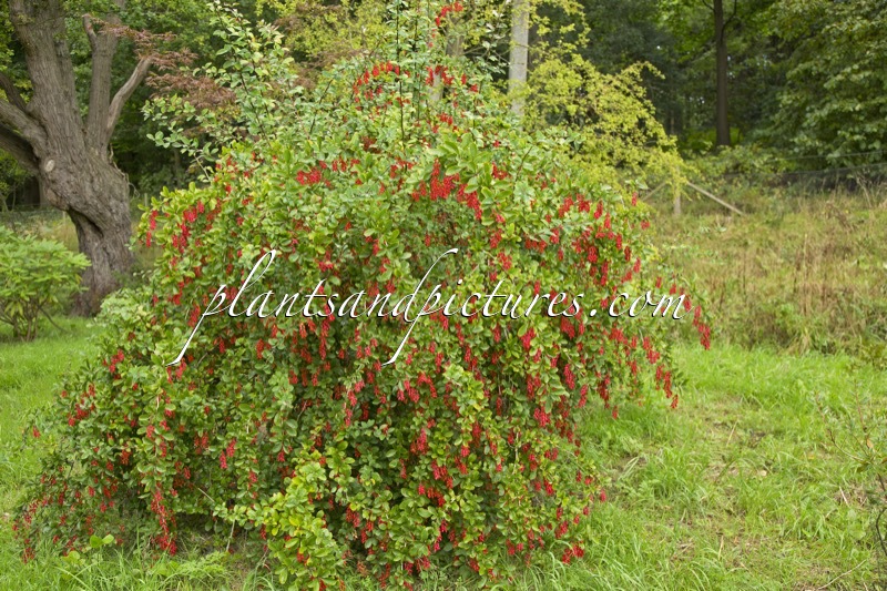 Berberis ‘Georgei’