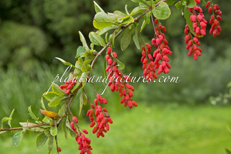 Berberis ‘Georgei’