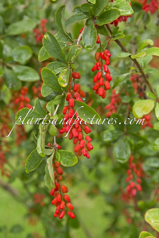 Berberis ‘Georgei’