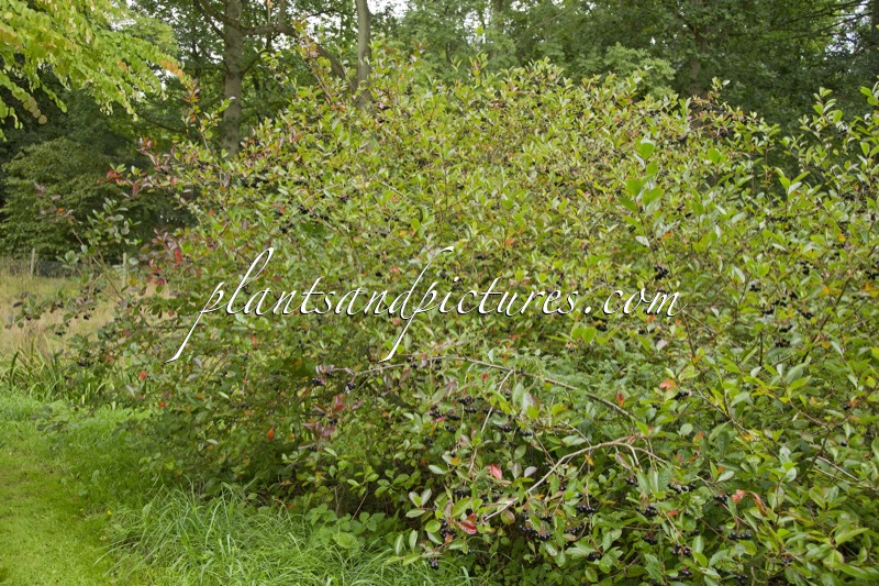 Aronia melanocarpa