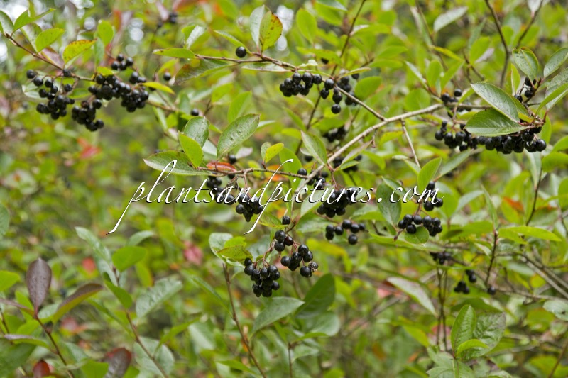 Aronia melanocarpa