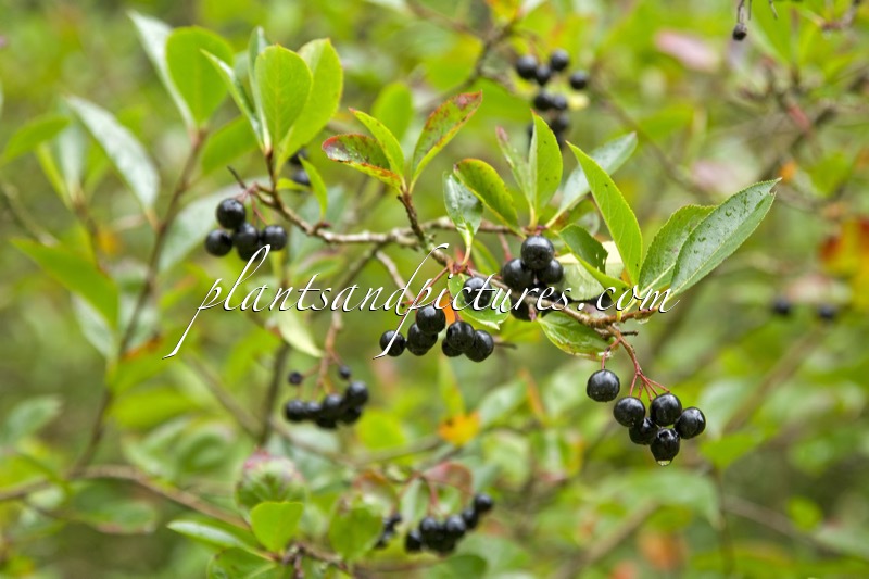 Aronia melanocarpa