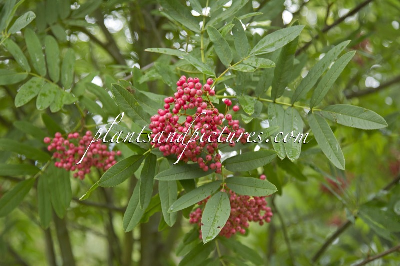 Sorbus ‘Leonard Messel’