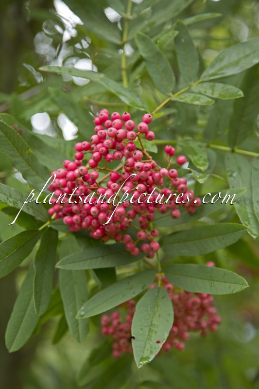 Sorbus ‘Leonard Messel’