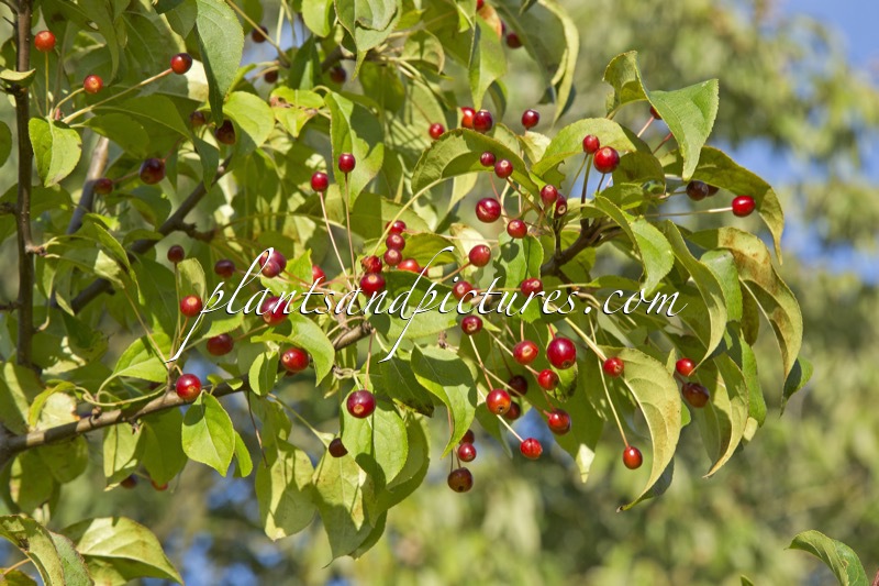 Malus brevipes ‘Wedding Bouquet’