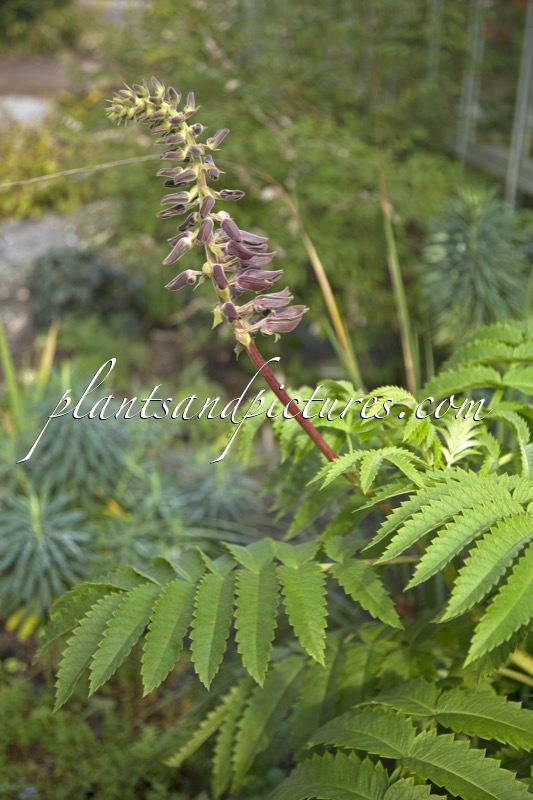 Melianthus comosus