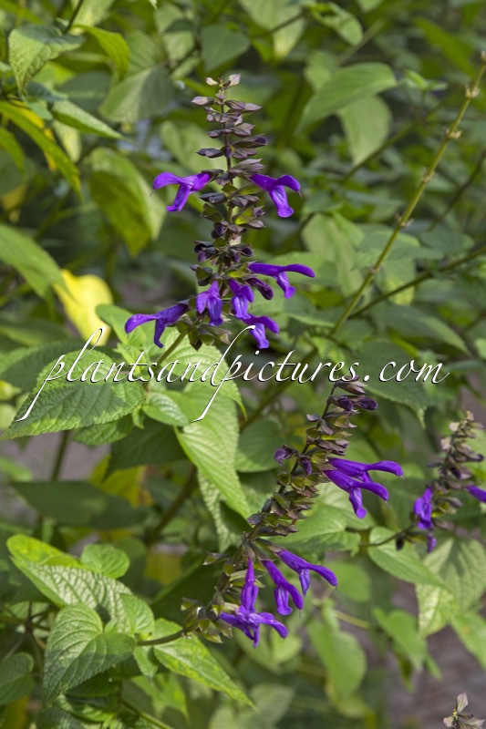 Salvia guaranitica ‘Purpurea’