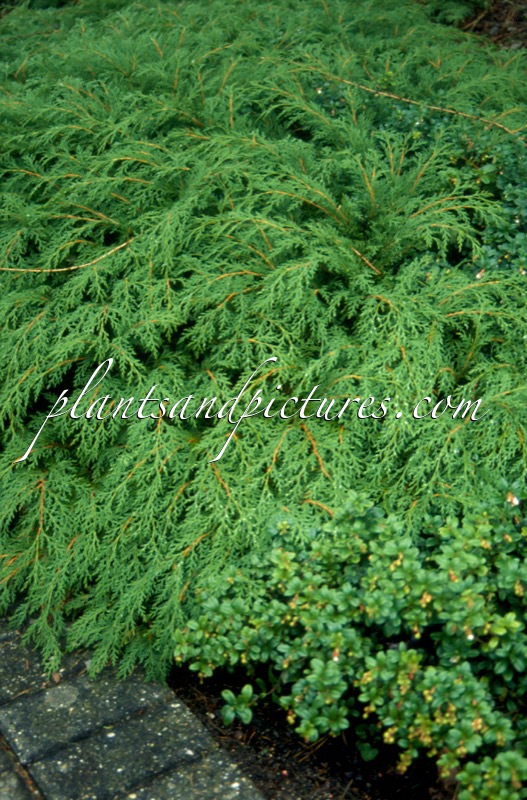 Microbiota decussata