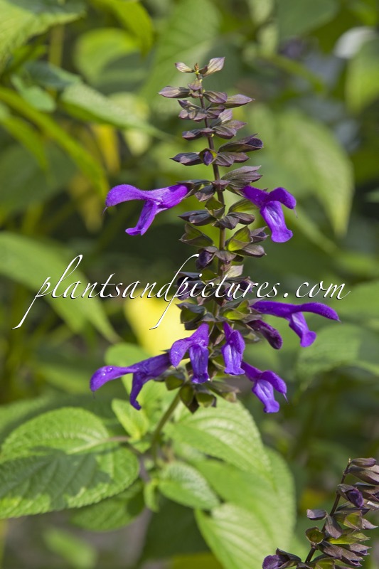 Salvia guaranitica ‘Purpurea’